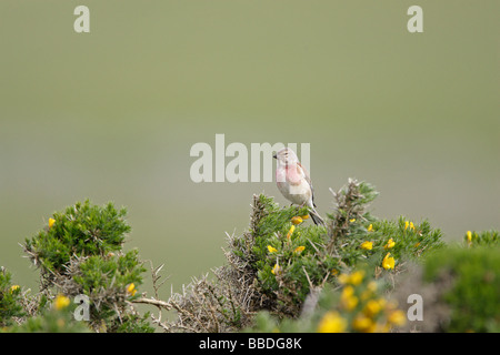 Gemeinsamen männlichen Hänfling auf Ginster Busch Stockfoto