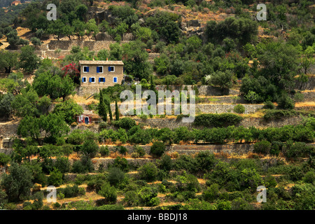 Landwirtschaftlichen Terrassen Dorf Deia Mallorca Stockfoto