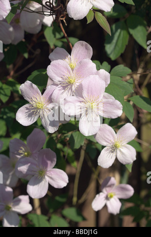 Clematis Montana 'Elizabeth' Stockfoto