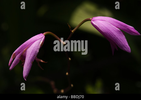 Bletilla Striata Reichb. Fil., blüht im Juni Stockfoto