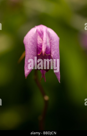 Bletilla Striata Reichb. Fil., blühen in Shinjuku Gyōen Park, Tokio, Juni Stockfoto