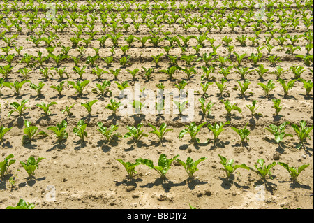 Zuckerrüben Zuckerrüben Zeile fruchtbar fruchtbare Feld bestellen Bestell-Linie Bauer Bauernhof Ackerbau wachsen, wachsen Pflanzen grüne pl Stockfoto