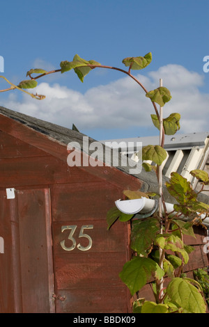 die Zahl 35 35 auf eine Zuteilung zu vergießen Stockfoto