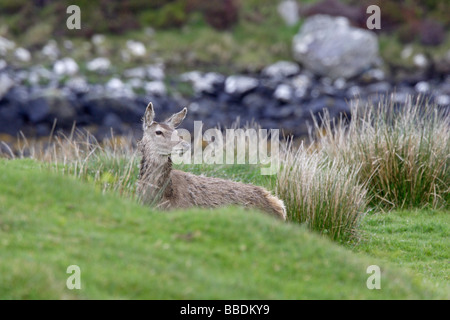 Red Deer Stockfoto