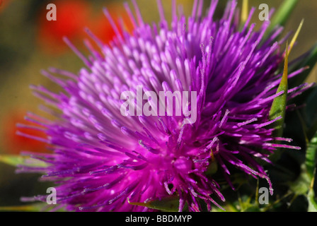 Mediterrane "Mariendistel" Silybum Marianum, Cardo, Compositae, Rom, Latium, Italien Stockfoto