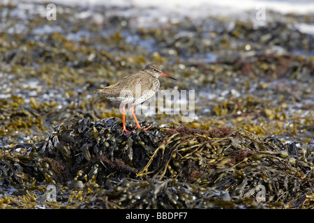 Gemeinsamen Rotschenkel am Strand Stockfoto