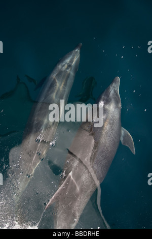 Bottlenose Dolphin Tursiops Truncatus Großer Tümmler koppeln Bowriding Meer von Cortez Baja California Mexiko Stockfoto