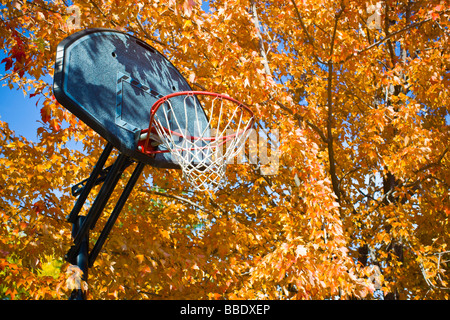 Basketballkorb im Herbst Blätter des Baumes, Ashland, Oregon, USA Stockfoto