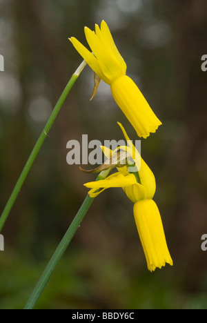 Blühenden Alpenveilchen Narzisse (Narcissus Cyclamineus) Stockfoto