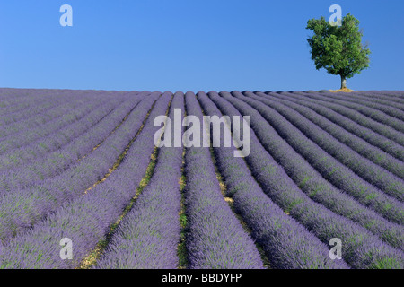 Baum unter Reihen von Lavendel, Vaucluse, Provence Alpes Cote d ' Azur, Frankreich Stockfoto