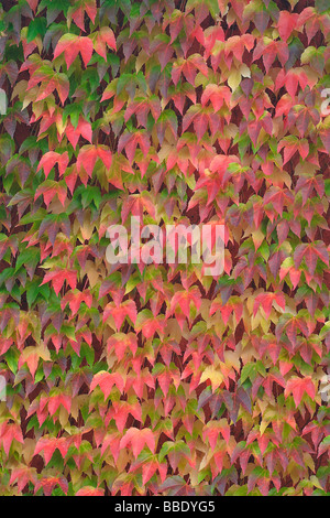 Nahaufnahme des japanischen Creeper in Herbst, Bayern, Deutschland Stockfoto