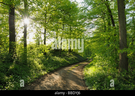 Straße durch Wald im Frühjahr, Spessart, Bayern, Deutschland Stockfoto