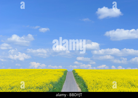 Straße durch Raps Feld, Bayern, Deutschland Stockfoto