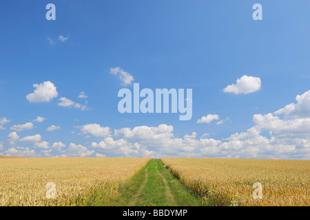 Straße durch Kornfeld im Sommer, Bayern, Deutschland Stockfoto