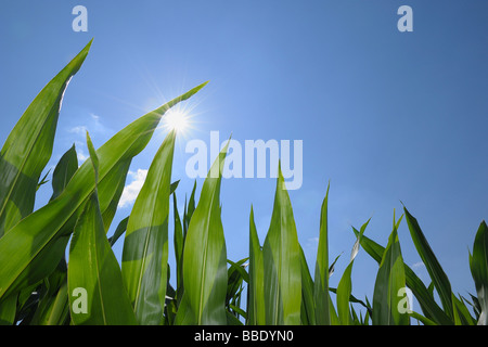 Nahaufnahme der Maisblätter gegen blauen Himmel mit Sonne Stockfoto