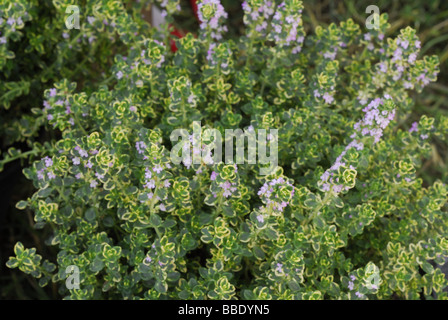 Zitrone Thymian Thymus Citriodorus 'Golden Drawft", Timo Limone, Labiatae Stockfoto