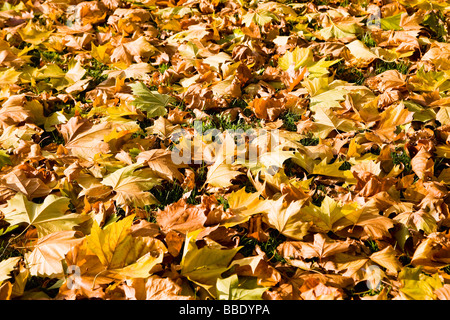 Im Herbst Laub auf dem Boden Stockfoto