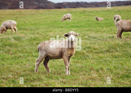 Schafe auf Allen Farm, Chilmark, Martha's Vineyard, Massachusetts, USA Stockfoto