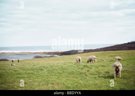 Schafe auf Allen Farm, Chilmark, Martha's Vineyard, Massachusetts, USA Stockfoto