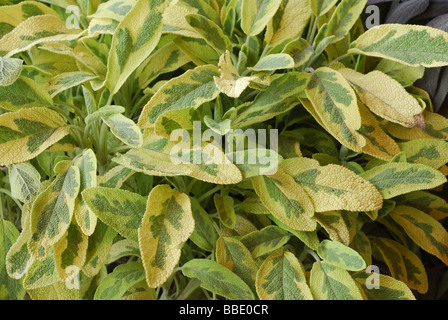 Salvia Officinalis 'Icterina', Lamiacee Stockfoto