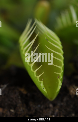 Venusfliegenfalle Dionaea Muscipula, Droseraceae Stockfoto