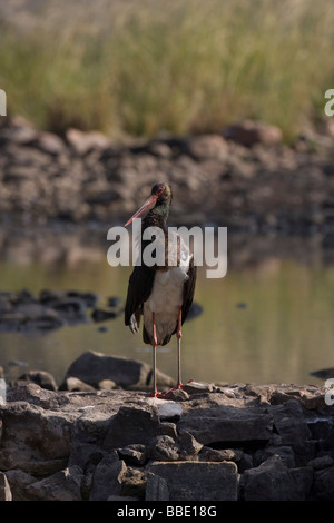 Einzelne schwarze Storch Ciconia Nigra stehen an einer Wand neben Wasser in Ranthambore Nationalpark, Indien. Stockfoto