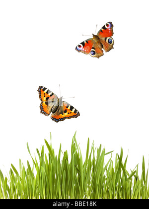 Schmetterlinge fliegen über Rasen Stockfoto