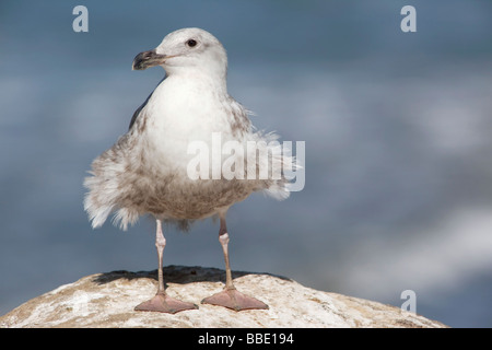 Ein Sub adult Western Gull Porträt Stockfoto