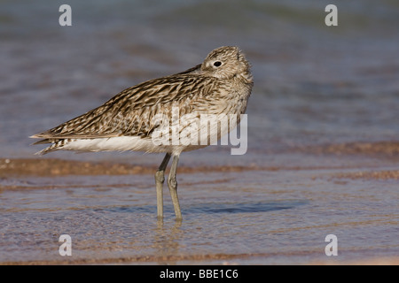 Eurasische Brachvogel Numenius Arquata ruht im seichten Wasser am Strand, Sharm El Sheikh, Nabq, Ägypten. Stockfoto