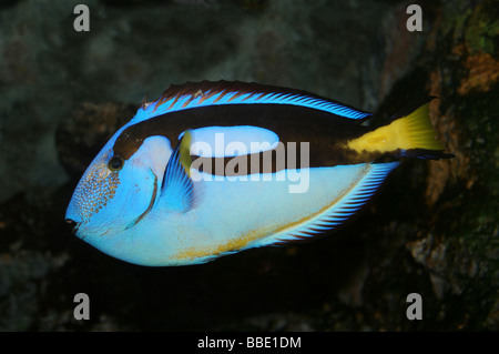 Regal (aka blau) Tang Paracanthurus hepatus Stockfoto