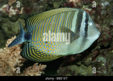 DesJardin (a.k.a. Rotes Meer) Segelkärpflinge Tang Zebrasoma Desjardinii Stockfoto