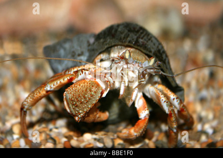 Gemeinsamen Einsiedlerkrebs Pagurus Bernhardus versteckt In Its Shell Stockfoto