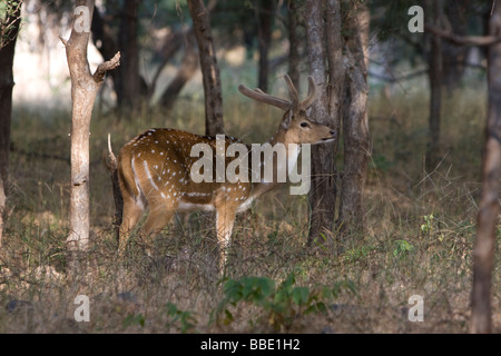 Hirsch-Achse Achse Buck im schattigen Wald, Nachbarkatze, Rajasthan, Indien entdeckt. Stockfoto