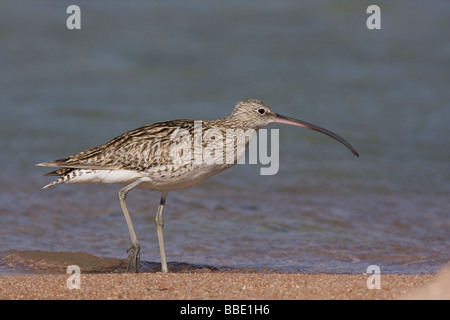 Eurasische Brachvogel Numenius Arquata Wandern im seichten Wasser am Strand, Sharm El Sheikh, Nabq, Ägypten. Stockfoto