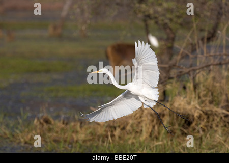Fortgeschrittene Reiher Egretta Intermedia kommen ins Land mit Vegetation, Hirsche und Wasser im Hintergrund, Ranthambore NP, Indien. Stockfoto