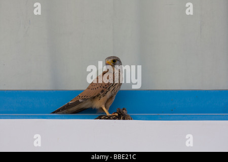 Europäischen gemeinsamen Kestrel Falco Tinnunculus sitzt auf der Fensterbank des Hotels zupfen Wachtel Coturnix Coturnix, Nabq, Ägypten. Stockfoto