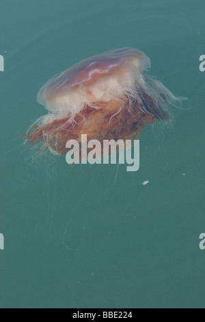 Löwen Mähne Qualle Cyanea Capillata, die Schären, Anglesey, Wales. Stockfoto