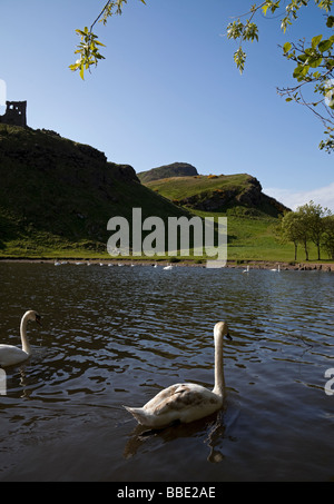 Schwäne St Margarets Loch Holyrood Park, Edinburgh Stockfoto