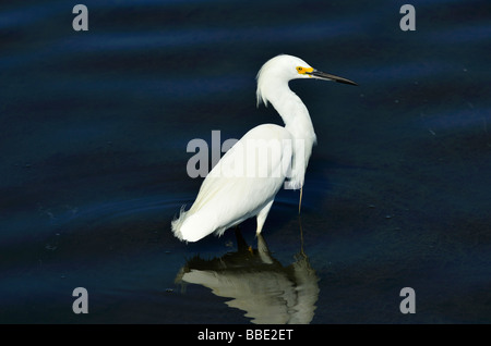 Das Bolsa Chica Ecological Reserve - ein State Marine Conservation Area (SMCA), Huntington Beach CA Stockfoto