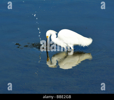 Das Bolsa Chica Ecological Reserve - ein State Marine Conservation Area (SMCA), Huntington Beach CA Stockfoto