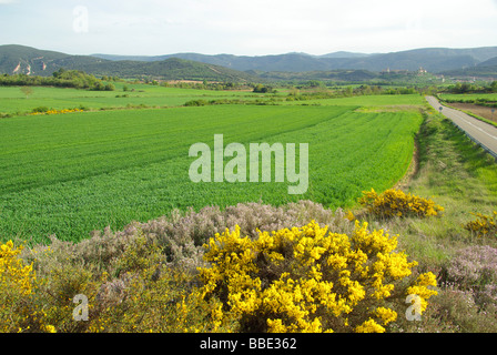 Feld Und Ginster Feld und Besen 10 Stockfoto