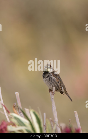 Männliche Spanisch Sparrow Passer Hispaniolensis sitzen auf Blume stammen Gesang mit Pollen um Schnabel, Sharm El Sheikh, Nabq, Ägypten. Stockfoto