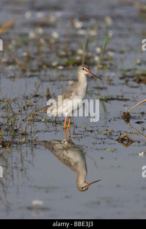 Rotschenkel Tringa Erythropus im flachen Wasser mit Reflexion, Ranthambore Nationalpark, Indien entdeckt. Stockfoto