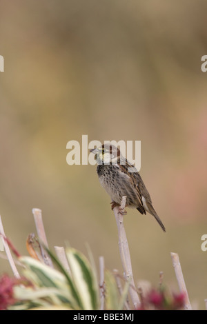 Männliche Spanisch Sparrow Passer Hispaniolensis sitzen auf Blume stammen Gesang mit Pollen um Schnabel, Sharm El Sheikh, Nabq, Ägypten. Stockfoto
