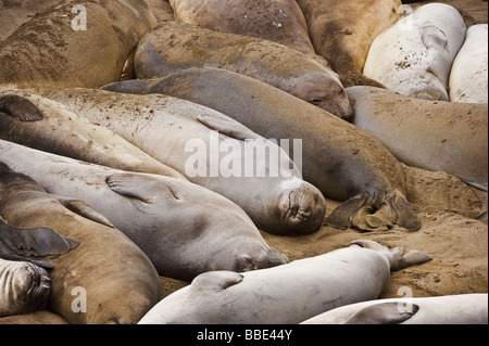 Nördlichen See-Elefanten, Mirounga Angustirostris, während Frühling Häutung bei San Simeon - Piedras Blancas Beach, Kalifornien Stockfoto