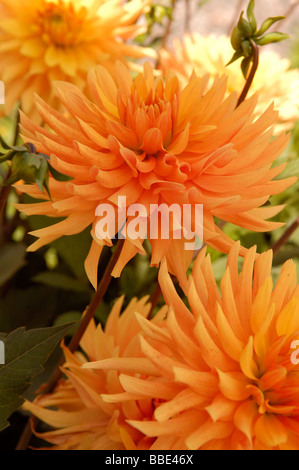 Orange-Cactus-Dahlie (Dahlia) Blumen Stockfoto