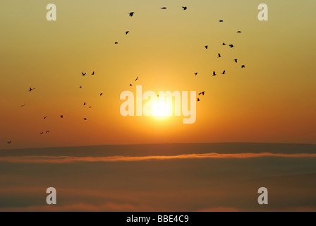 Vogelschwarm fliegen über einem roten Sonnenuntergang über dem Nebelmeer Berg in den Pennines, westlich von Halifax, Großbritannien Stockfoto