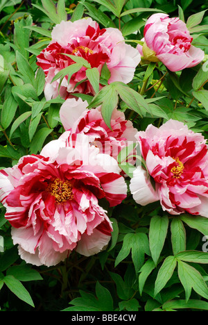 Rosa rote Pfingstrosen (Paeonia) Stockfoto