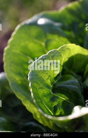 Salatblätter Stockfoto