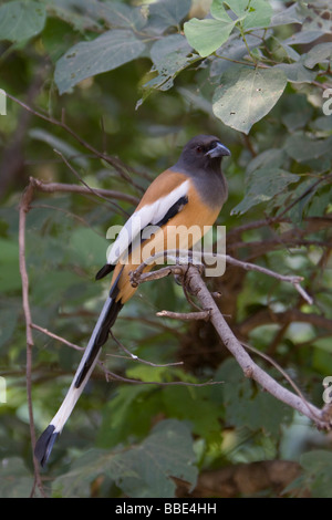 Rufous Treepie Dendrocitta Vagabunda sitzt im Baum Ranthambore Nationalpark in Rajasthan, Indien. Stockfoto